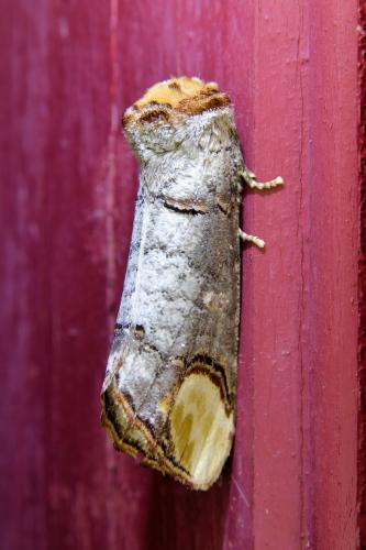 Phalera bucephala